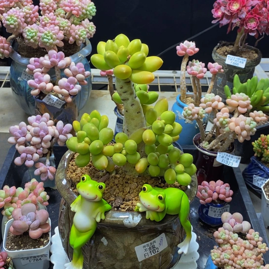 102 芒果奶金蟾16 厘米