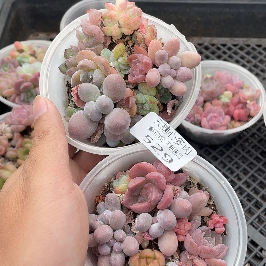 倾*云糖心多肉植物529