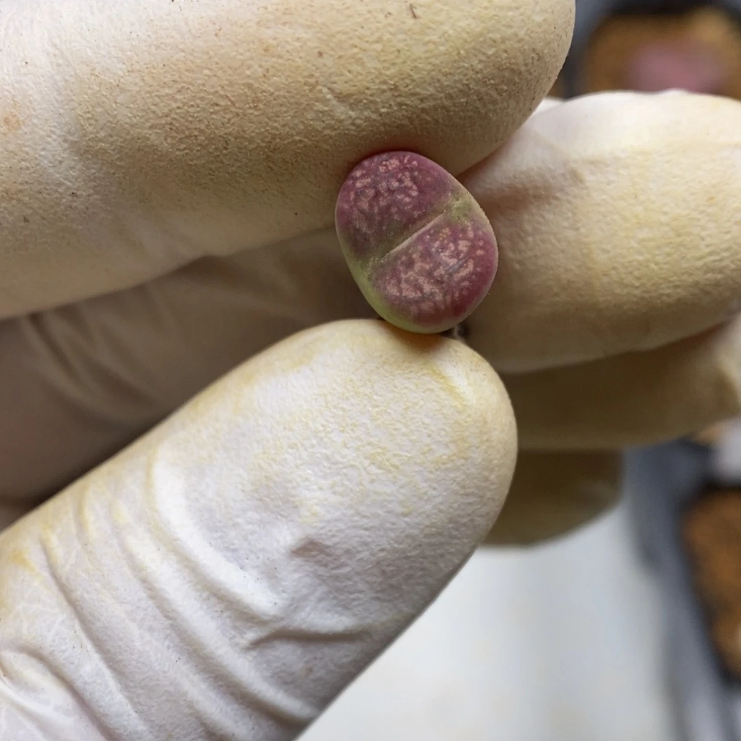 多肉植物肉锥K-450 墨杂