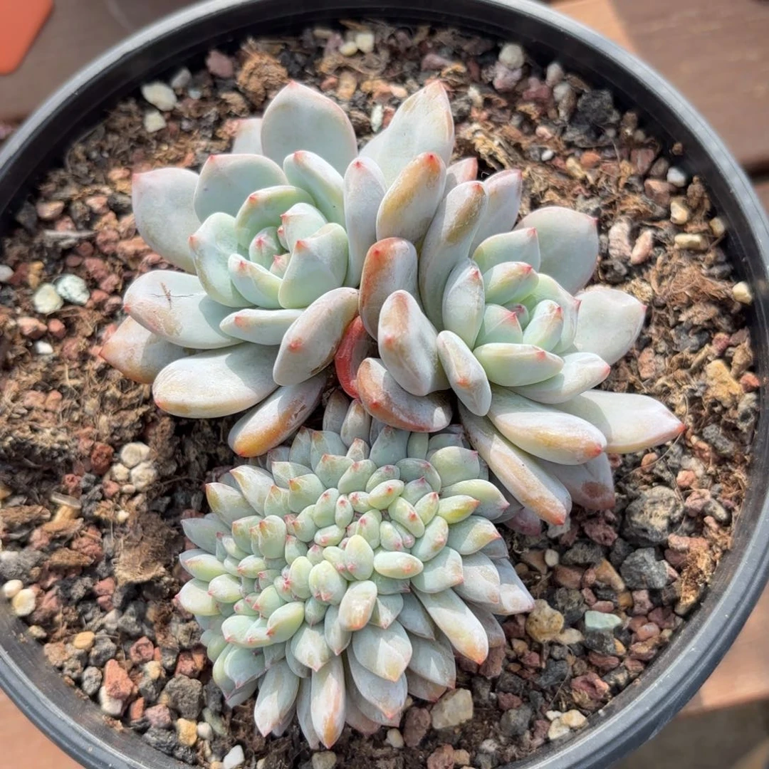 无花朵橙梦露缀化