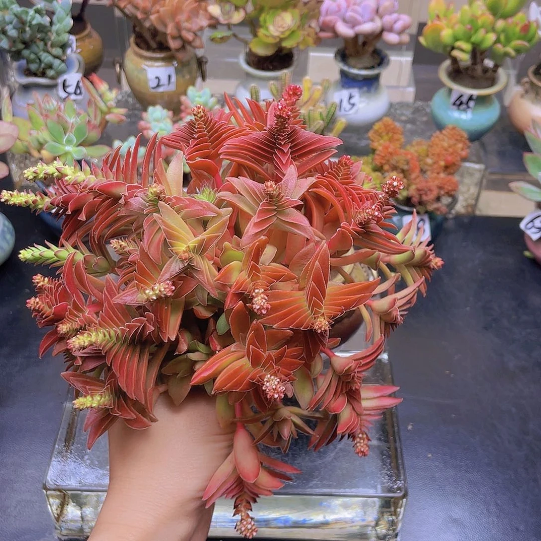 神***天花钱花钱花钱花钱