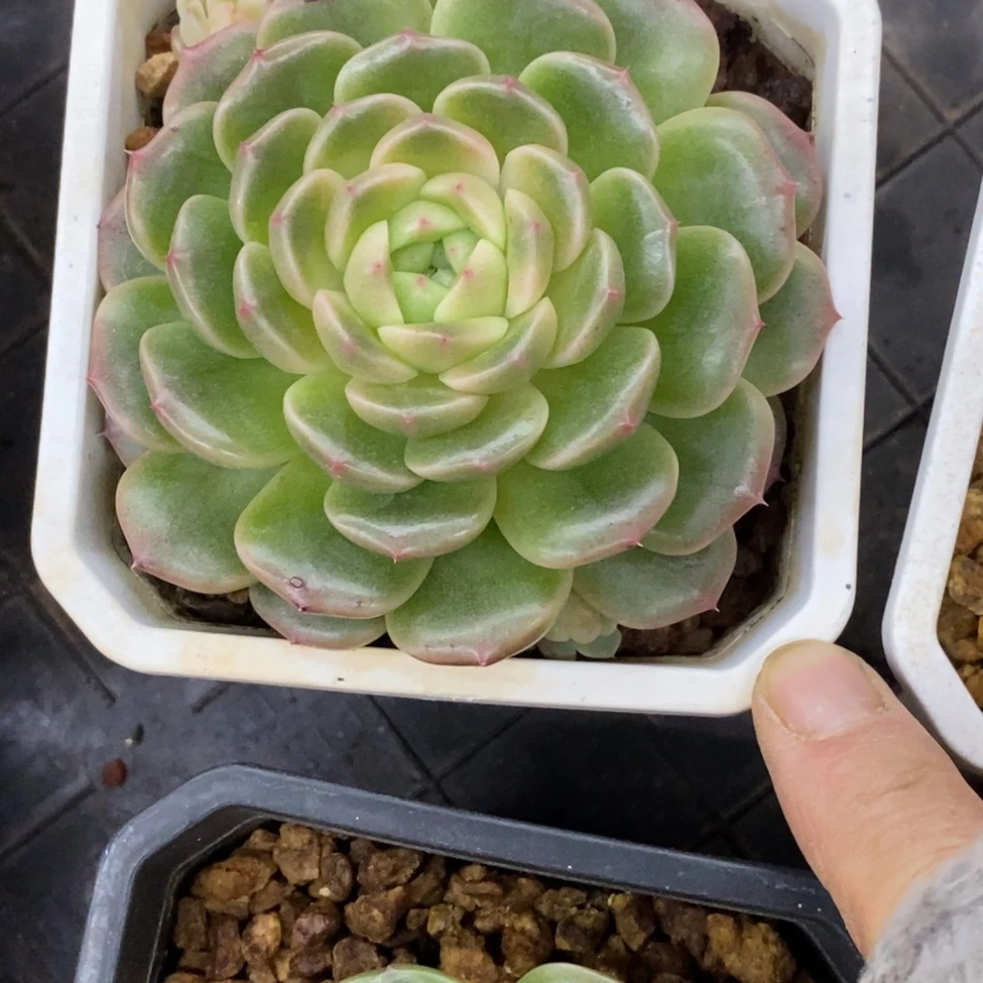 精品多肉一物拍不包整53