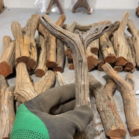 大果紫檀（缅甸花梨）迷