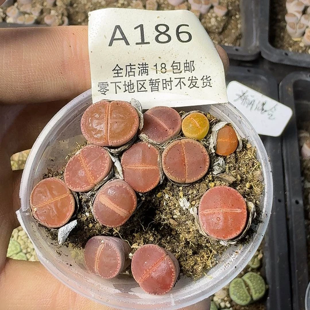 A186 哈哈哈哈哈哈哈哈哈