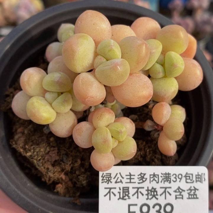 萤火虫6cm939多肉植物