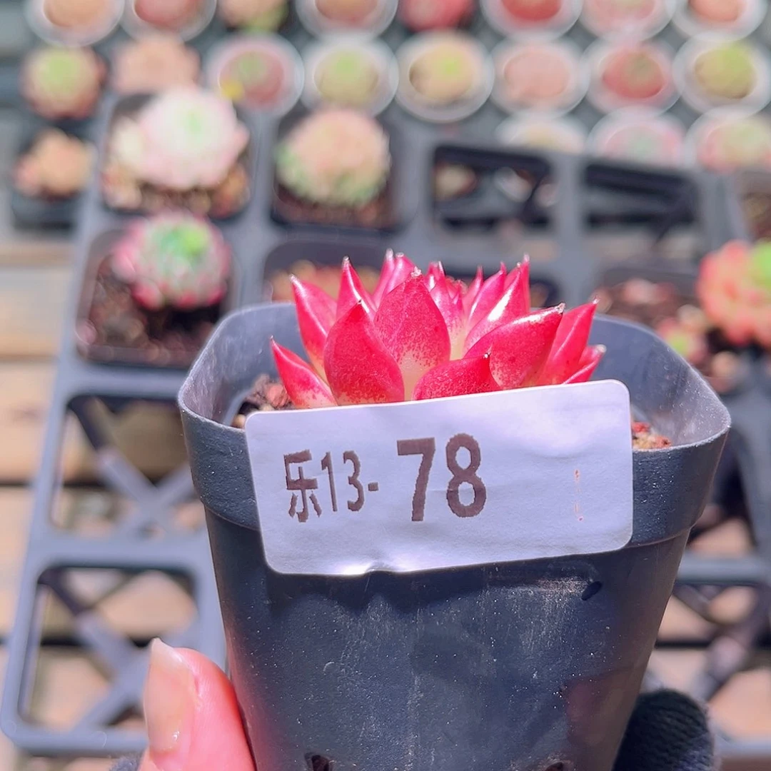 乐然13-78 佛罗瑞安娜