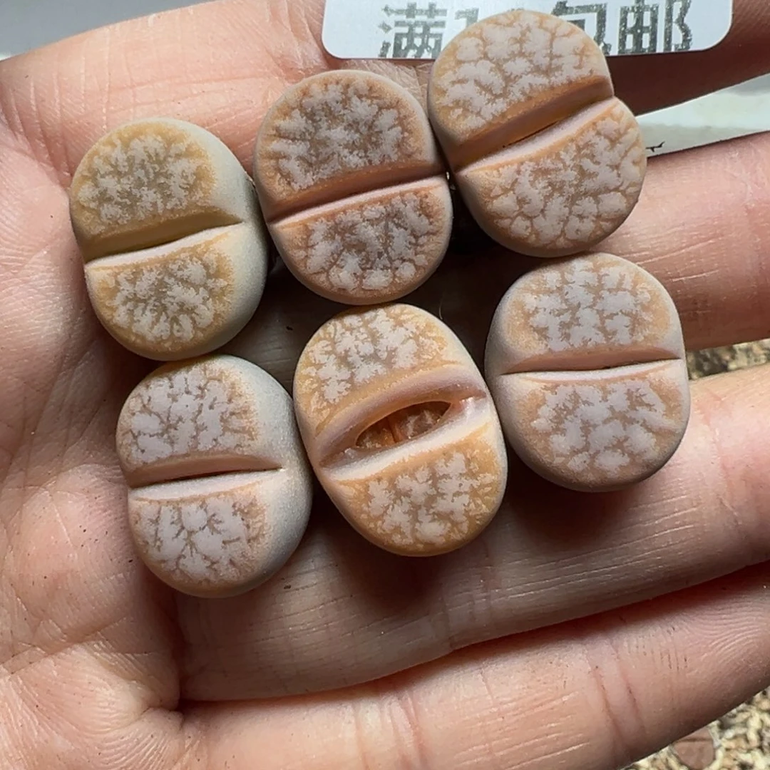 【闪购商品】778……