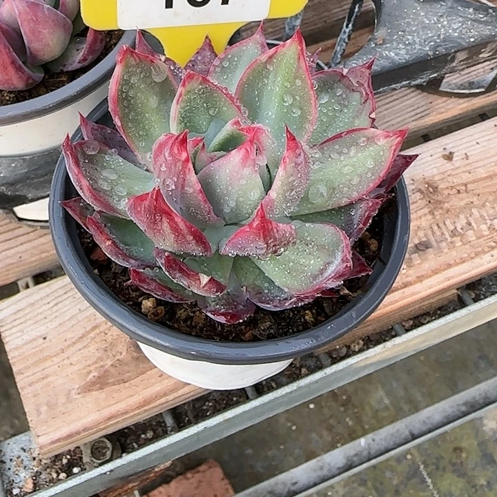 学***猫167 惊鸿仙子多肉植物