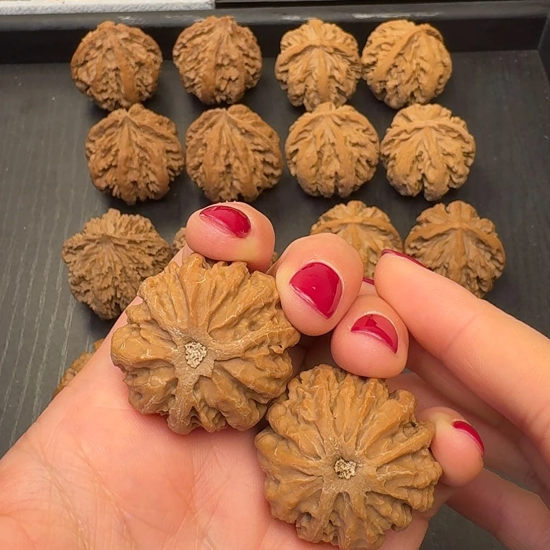 .***零核桃突突突突突突