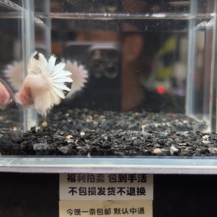 斗鱼竞拍跑单拉黑16日93