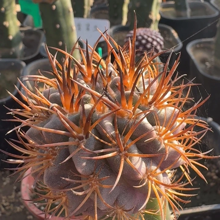 高达苗接66666666666