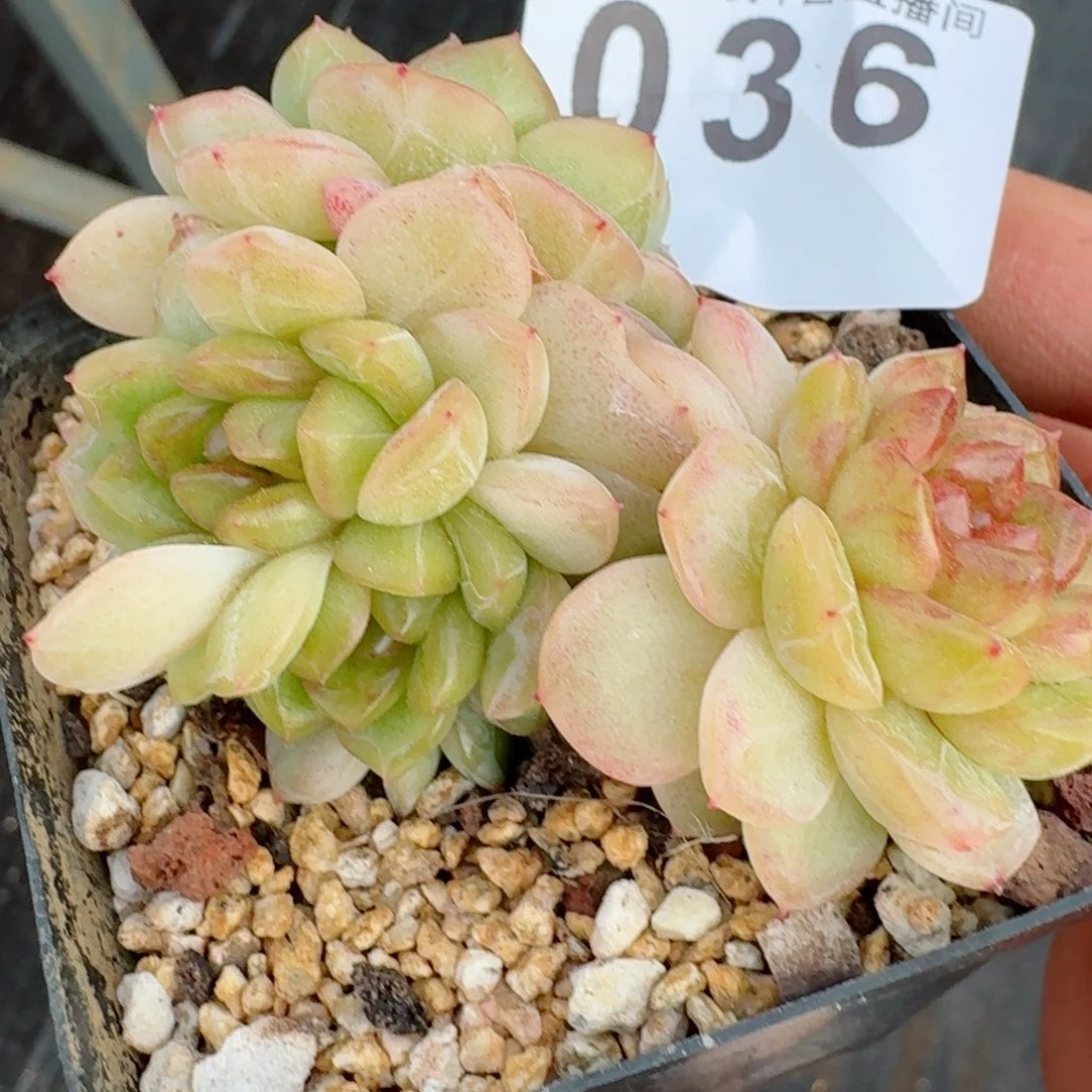 母本甜心群生         多肉植物