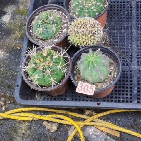 305仙人球5个一物一图如图