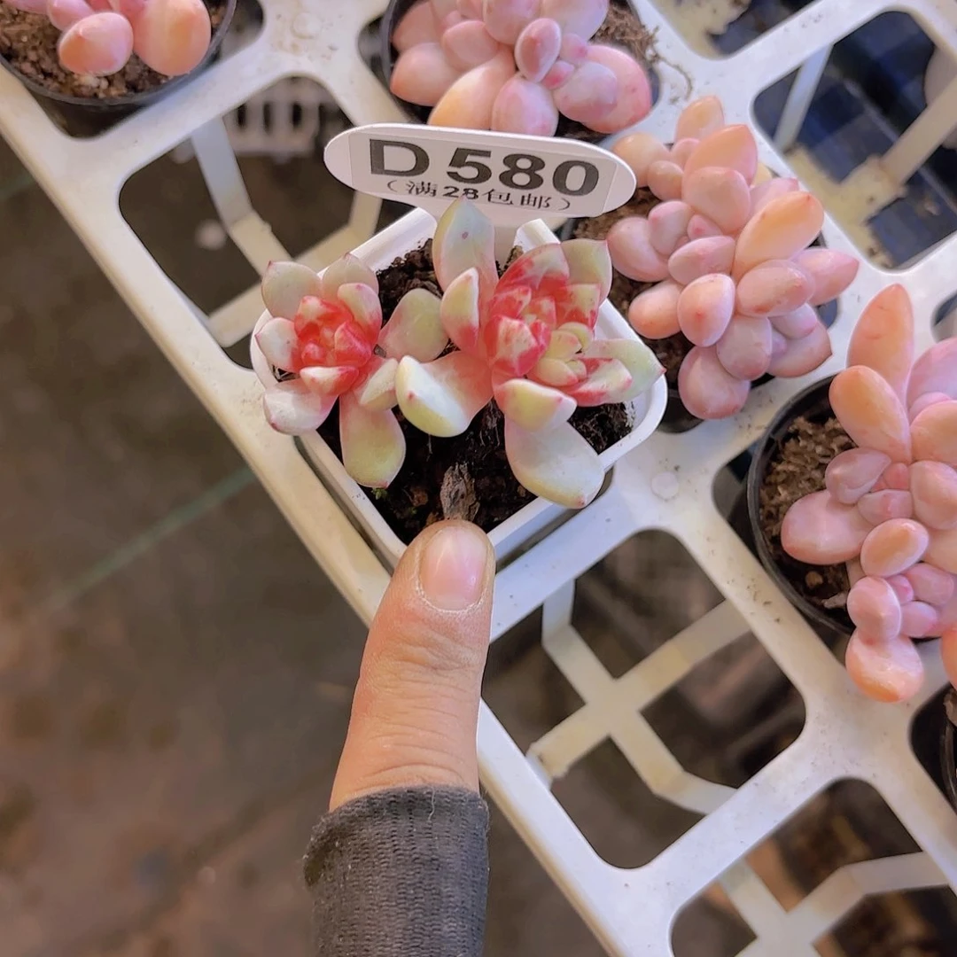 花*山D580福袋一物一拍