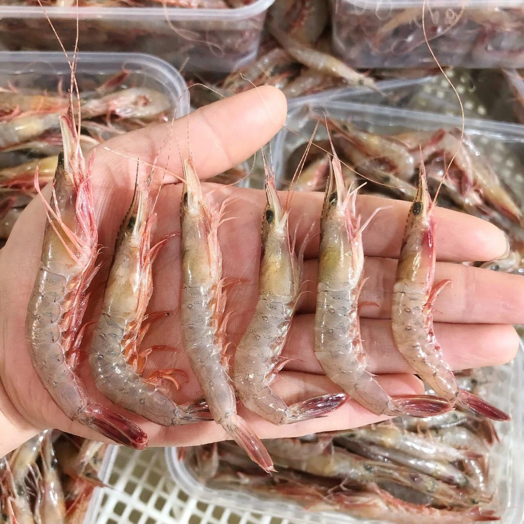 吕四海鲜  小号金钩虾（统货） 1斤/盒