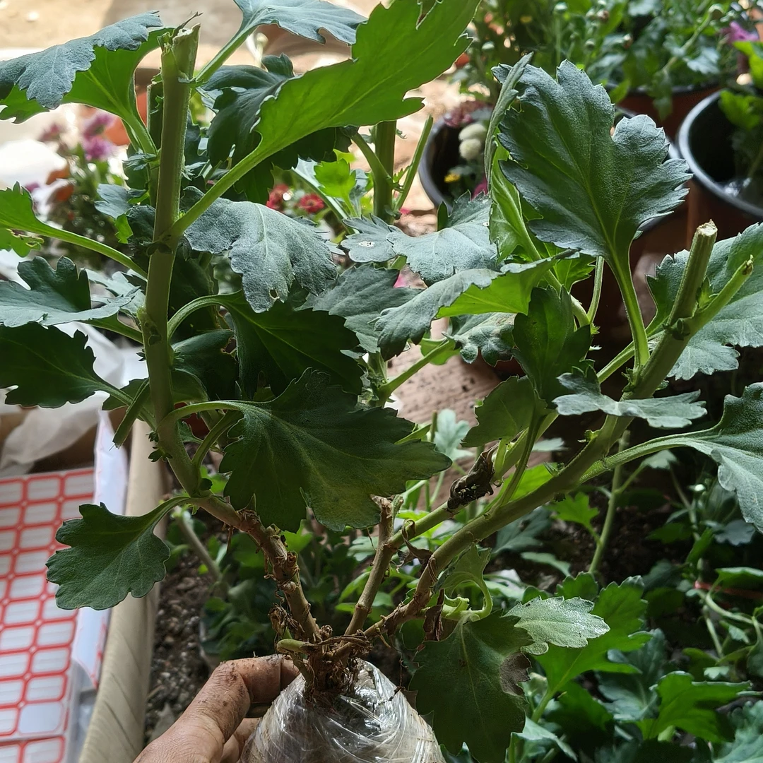 切花菊大苗组合发6棵 6色 剪头发货 无售后介意勿拍