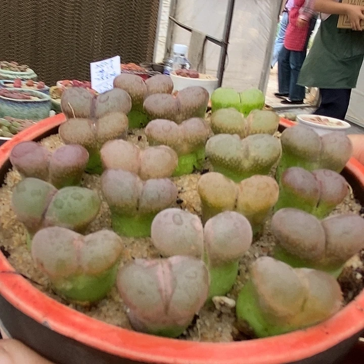 25539单头透窗风铃一组两颗