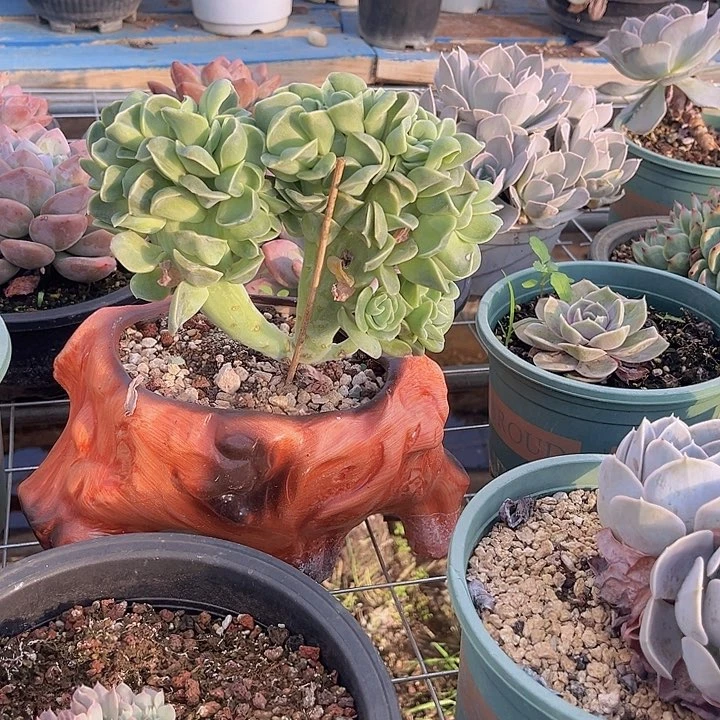 可爱玫瑰缀化，官服20