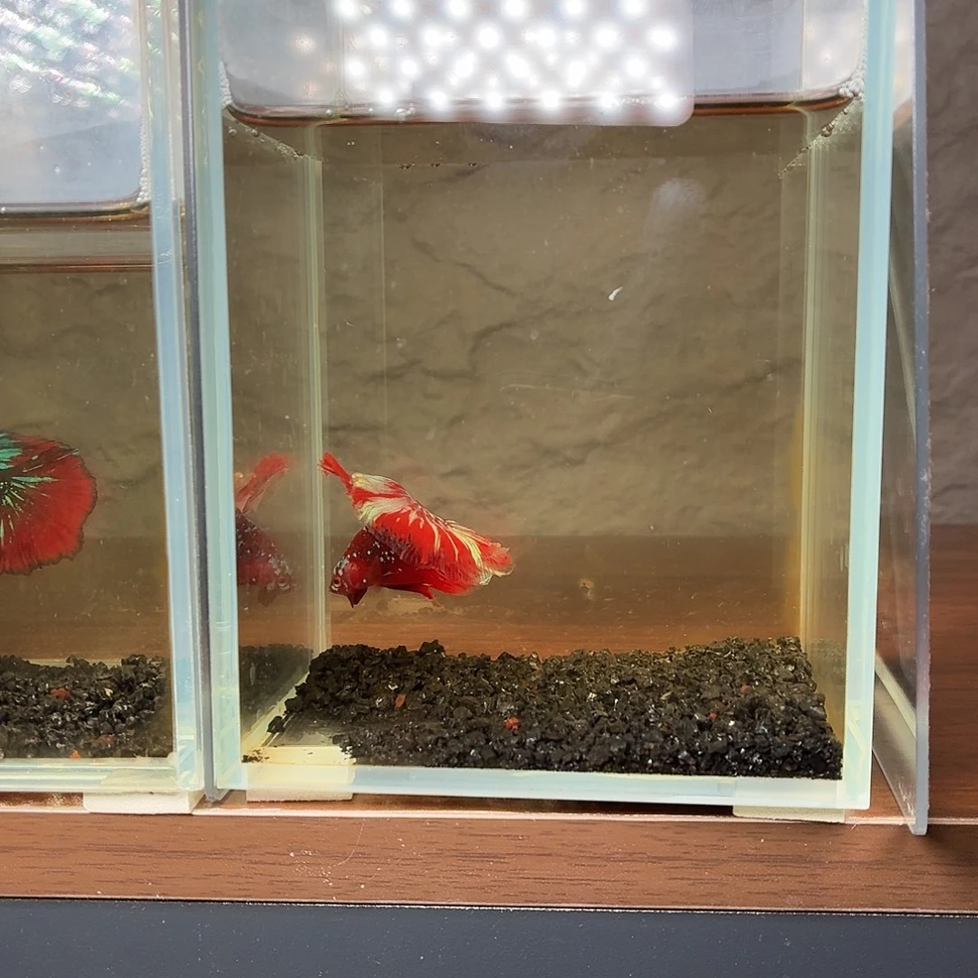 斗鱼彩金半月公鱼