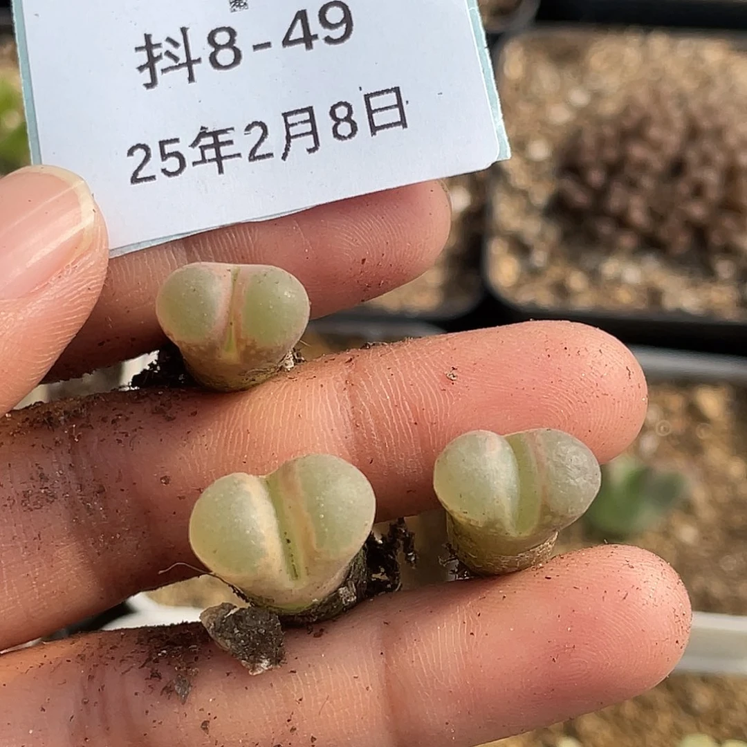 鸦*8-49肉锥多肉植物