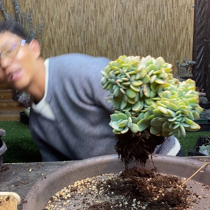 用***6344 号白凤多肉植物