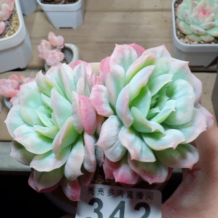 泡泡纱裙         精控精养多肉植物