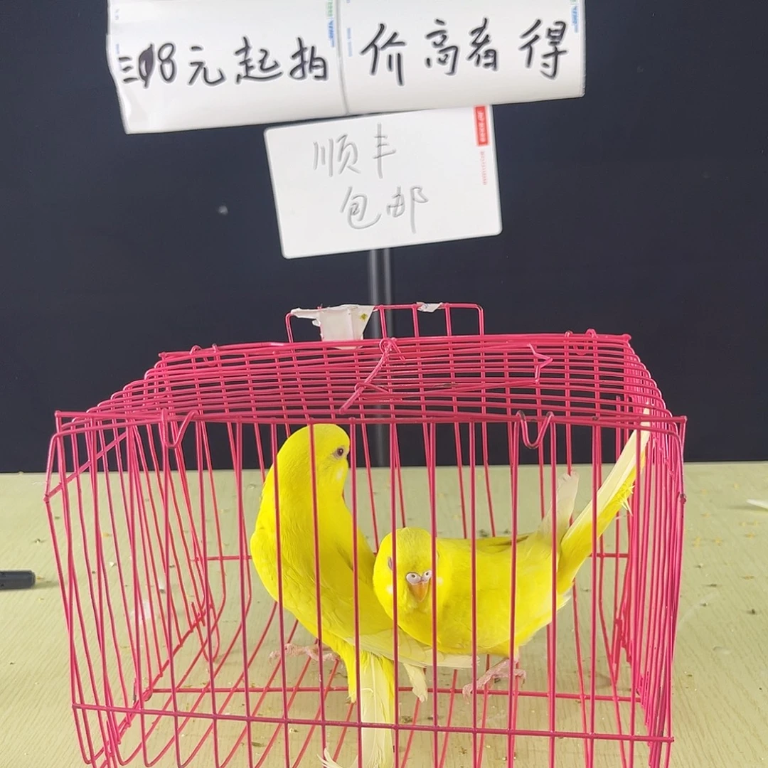 完***人虎皮鹦鹉红眼鹦鹉2只