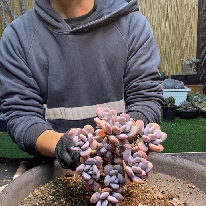 3***。217号灰姑娘多肉植物