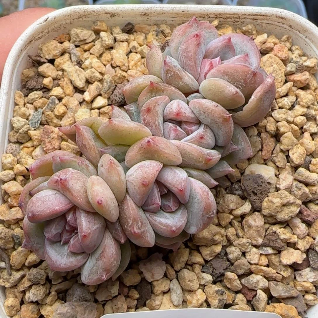 【满39包邮非偏远】403朵朵缀
