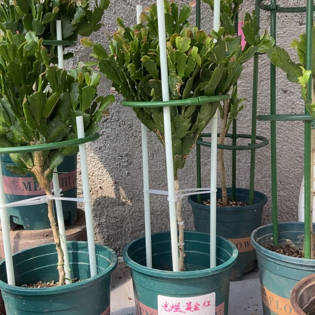 无花朵一颗三色吴老师叶仙嫁接