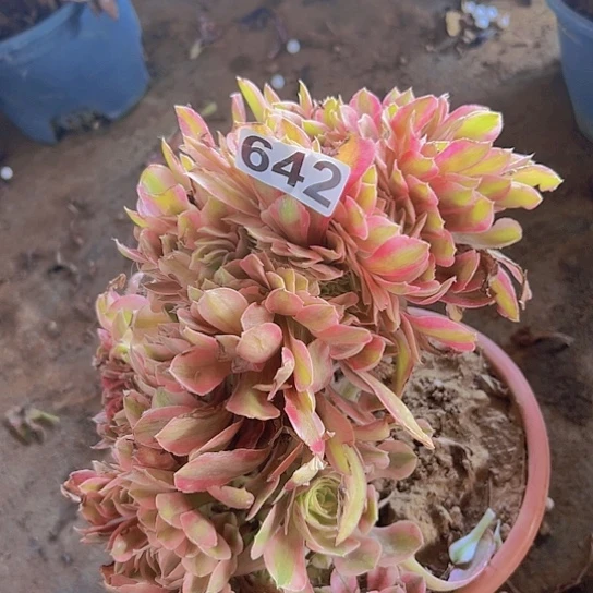 陪***浪多肉植物一个法师