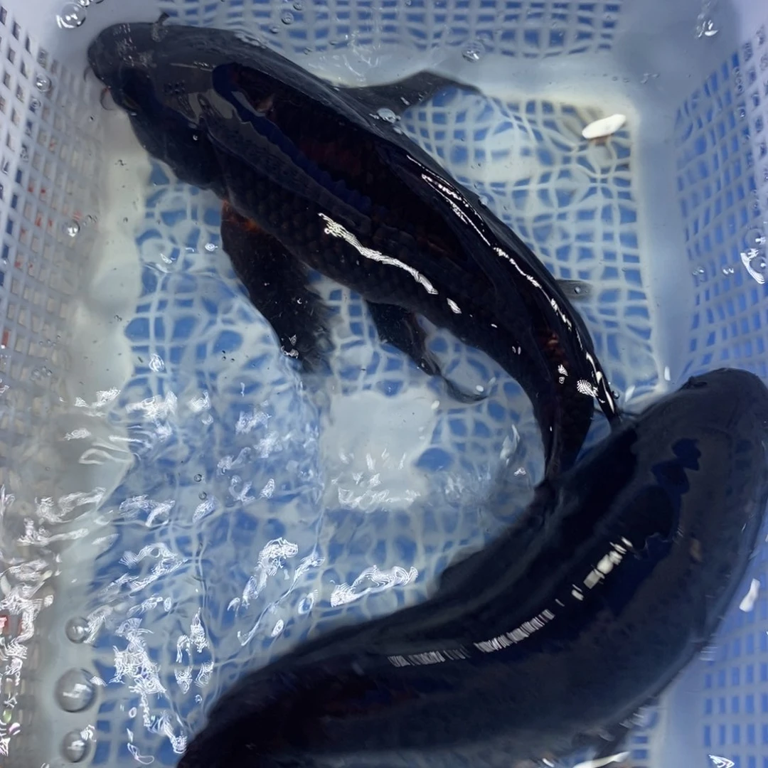 锦鲤冷水锦鲤包邮