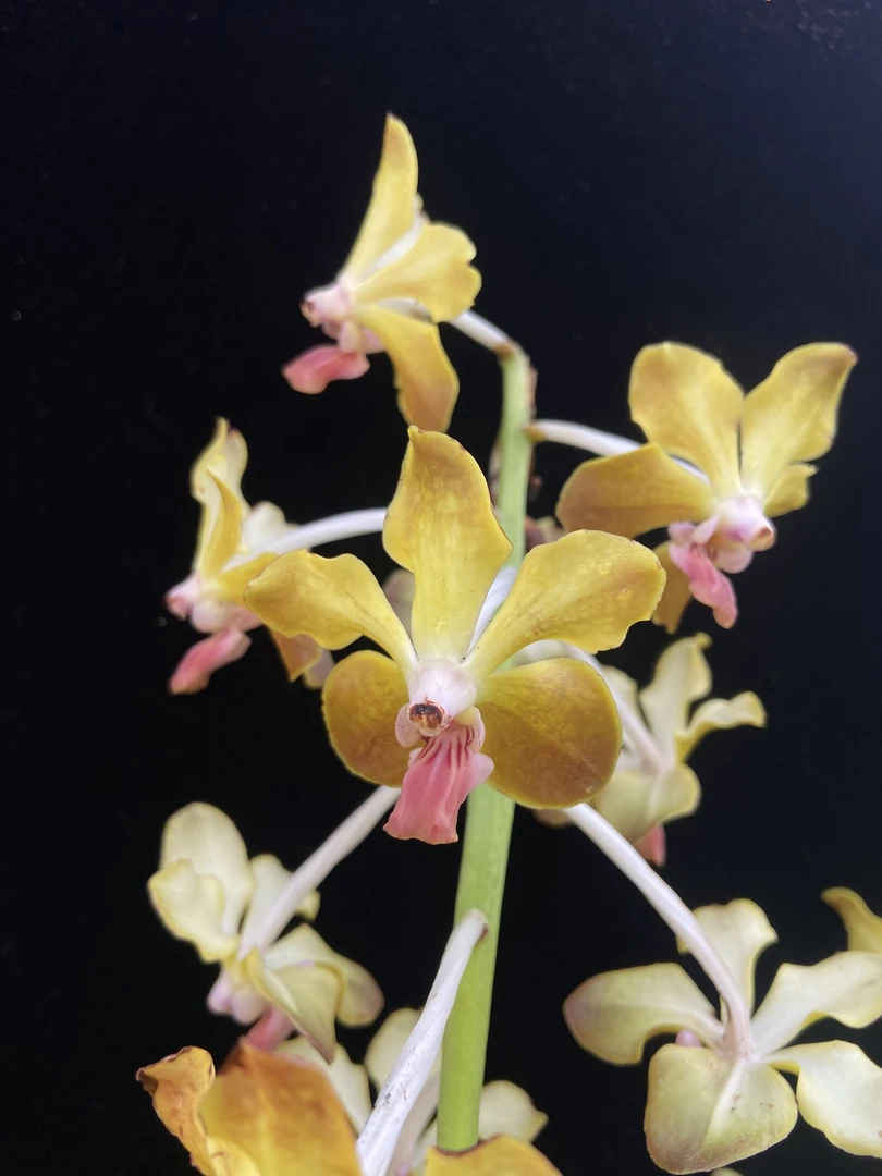 泰国香槐花万代兰(浓香)花卉盆栽绿植空气根