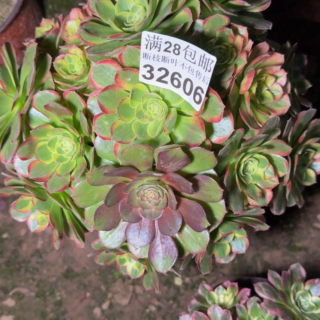 32606奶白多肉植物