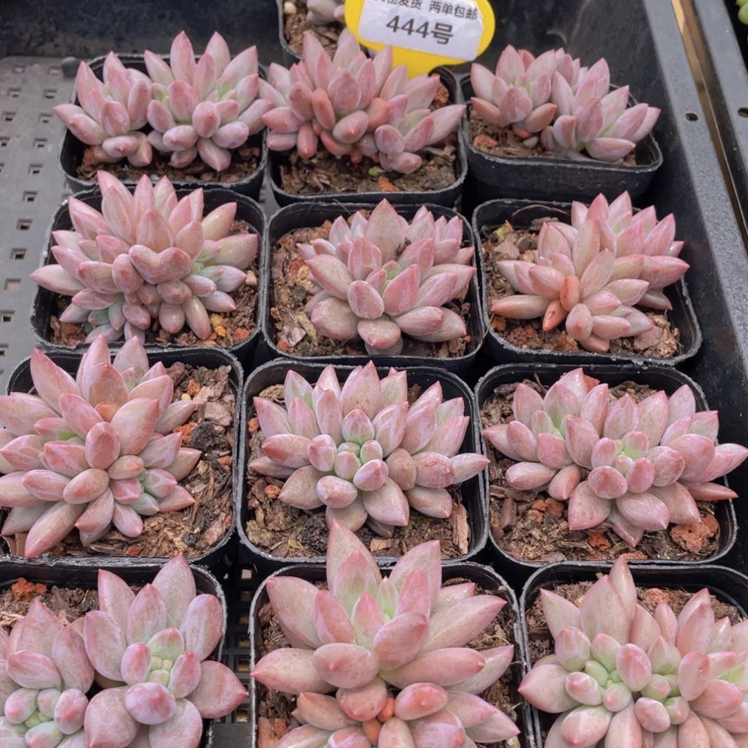 444号 金鱼姬车厘子群生一个