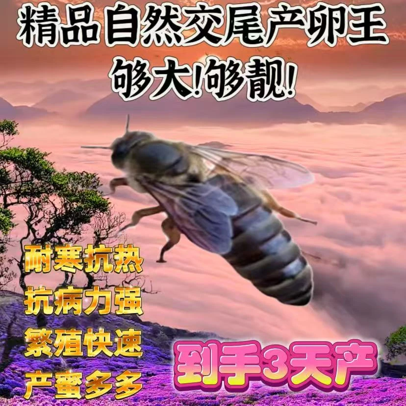 【已开产2个月产王】中蜂开产新王中蜂产卵王交尾蜂王伏牛王强群王