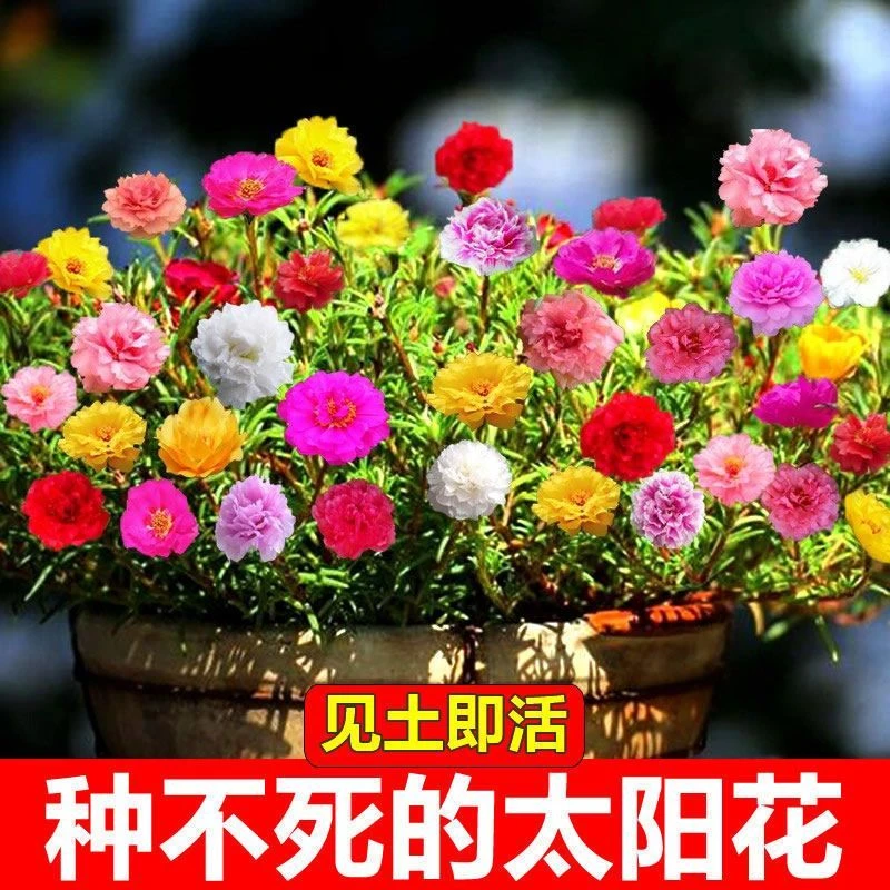 春季蔬菜网红重瓣太阳花种子混合装易活室外庭院花园冻不庭院种