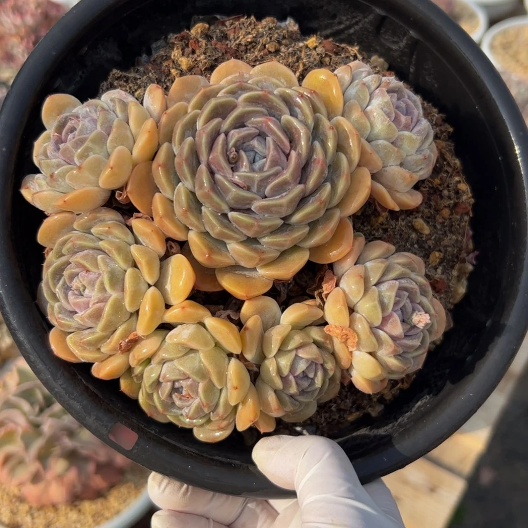 汉堡自然群多肉植物