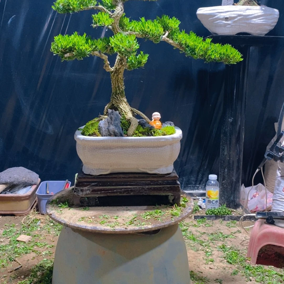 无花朵宝***?广东皱皮雀舌黄杨盆景