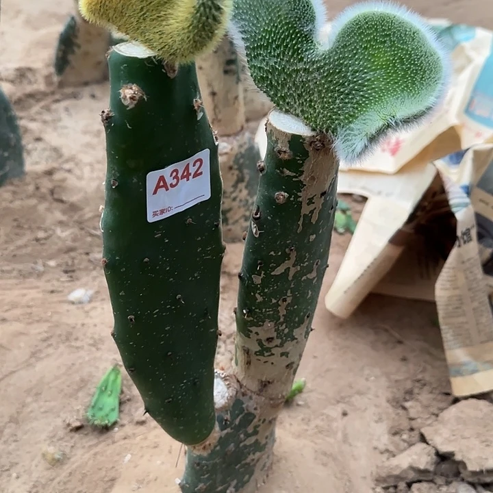 蓉***蓉无花朵嫁接金妞缀➕九尾狐缀342