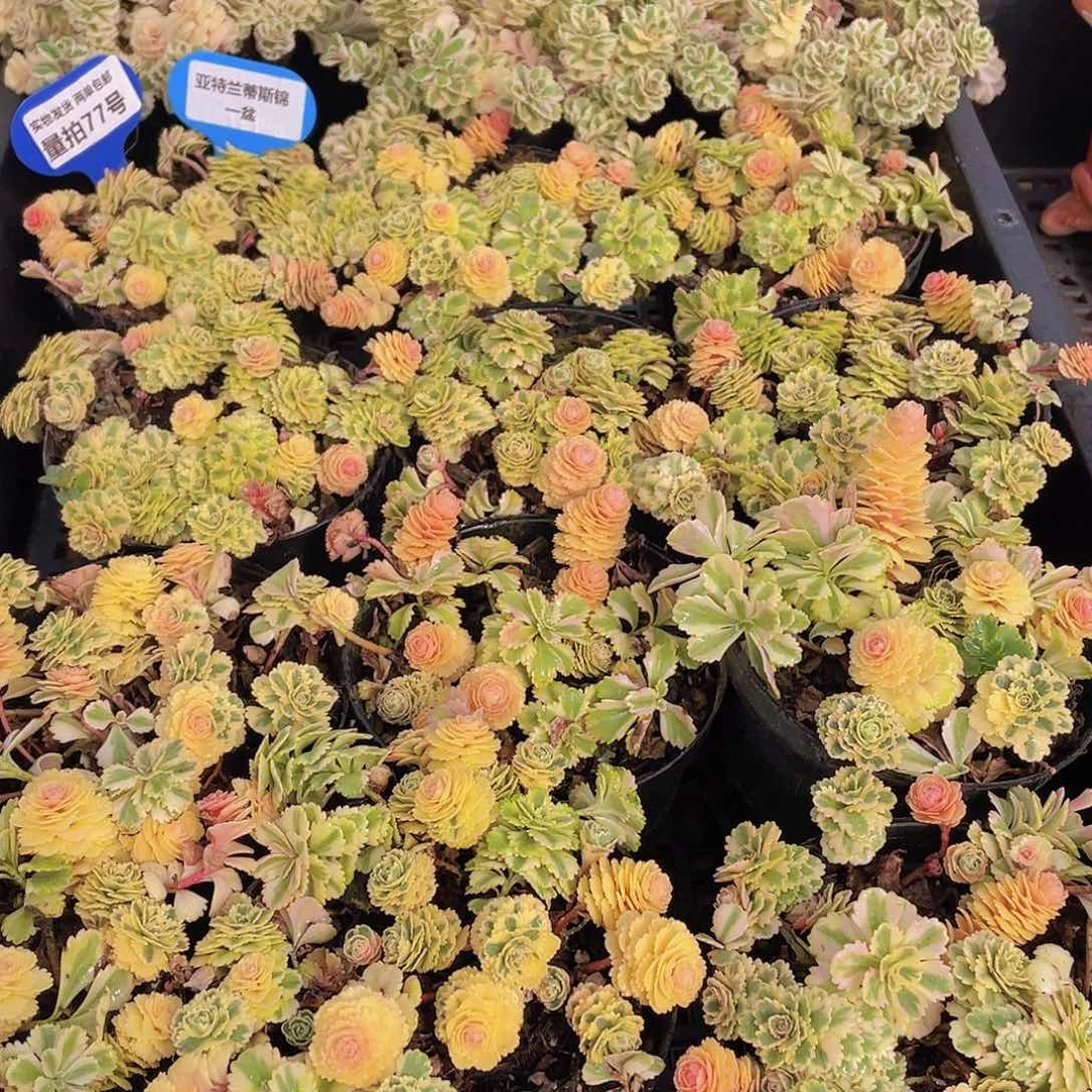 量拍77号 亚特兰蒂斯锦一盆