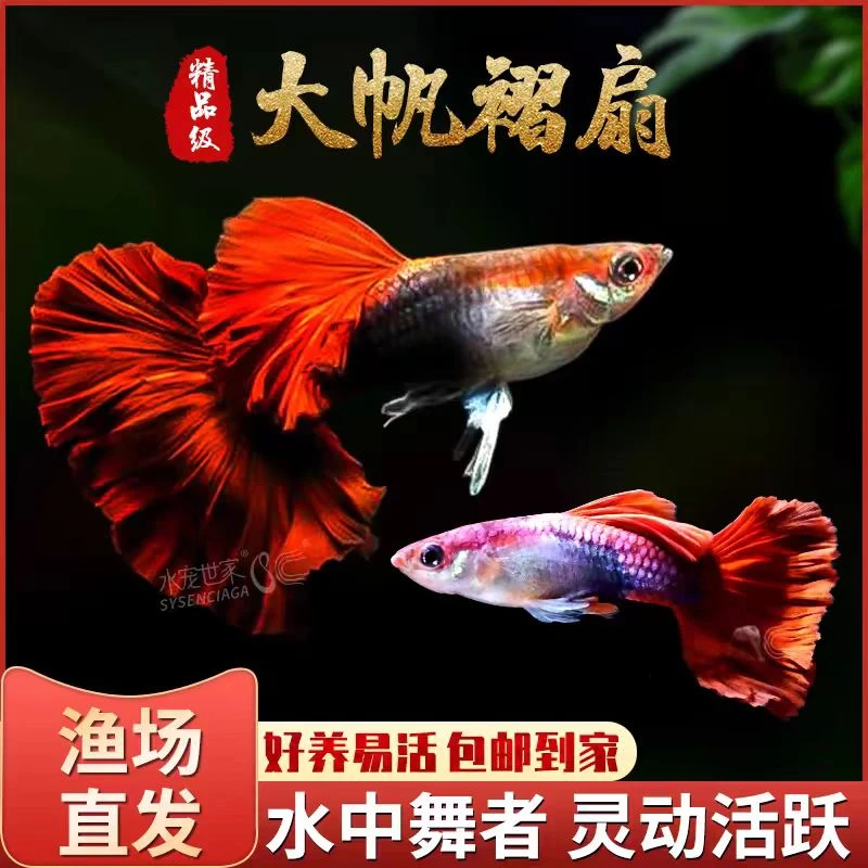 精品菊花帆褶扇孔雀鱼 纯种大帆基因 小型热带孔雀鱼 适合新手