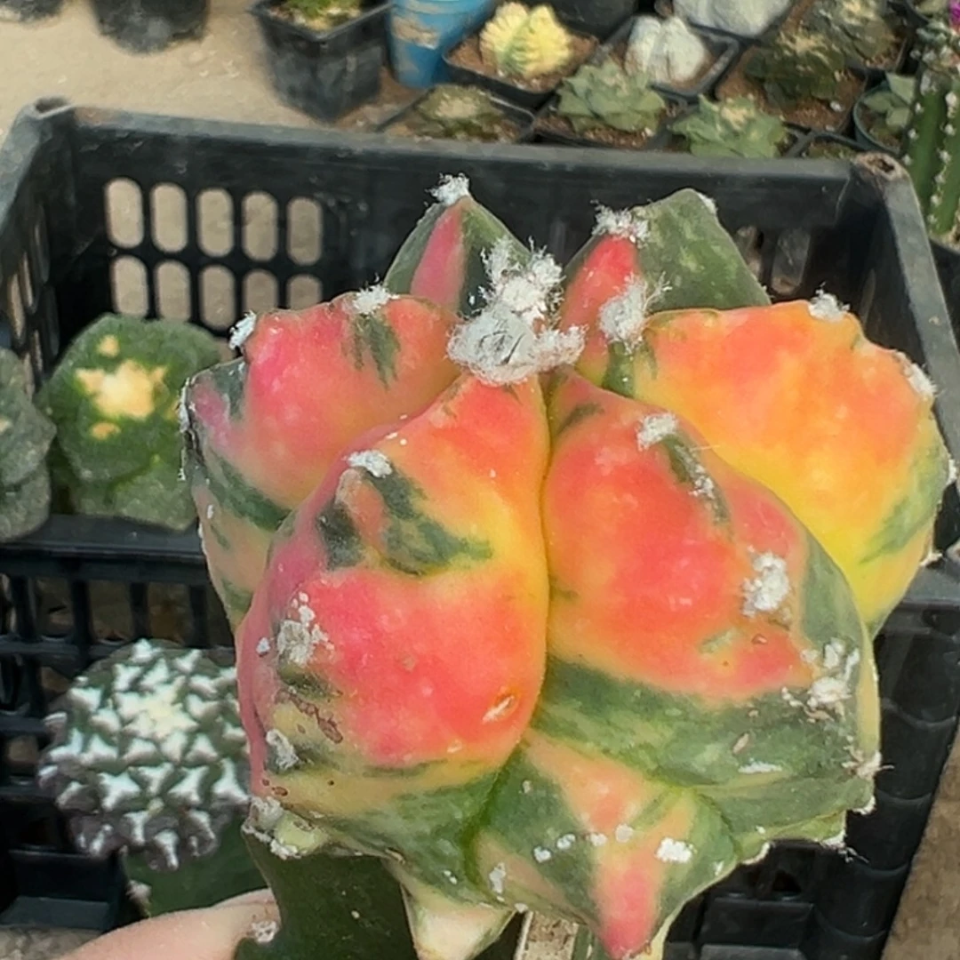 无花朵散班红锦角尤鸾凤玉756