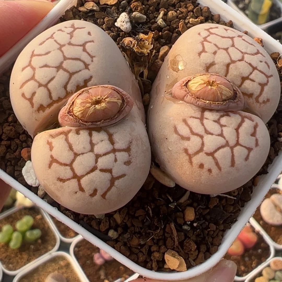 大白母本带盆3多肉百科