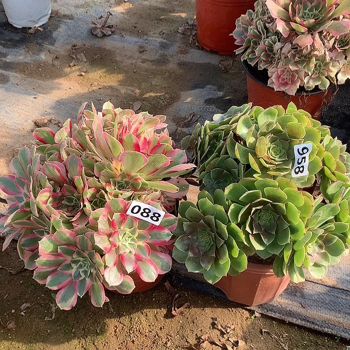 不周正2个958-088号