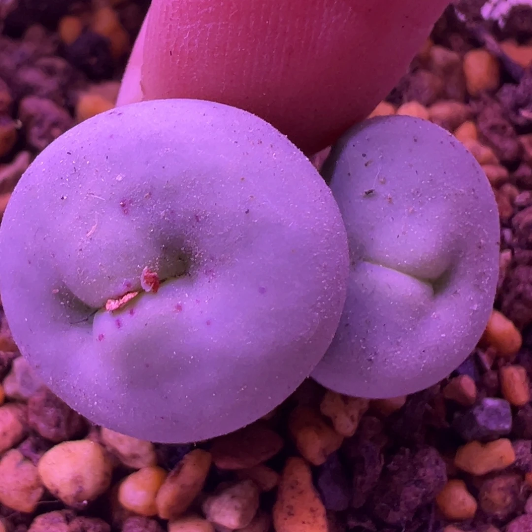 这个也好好看 肉锥植物