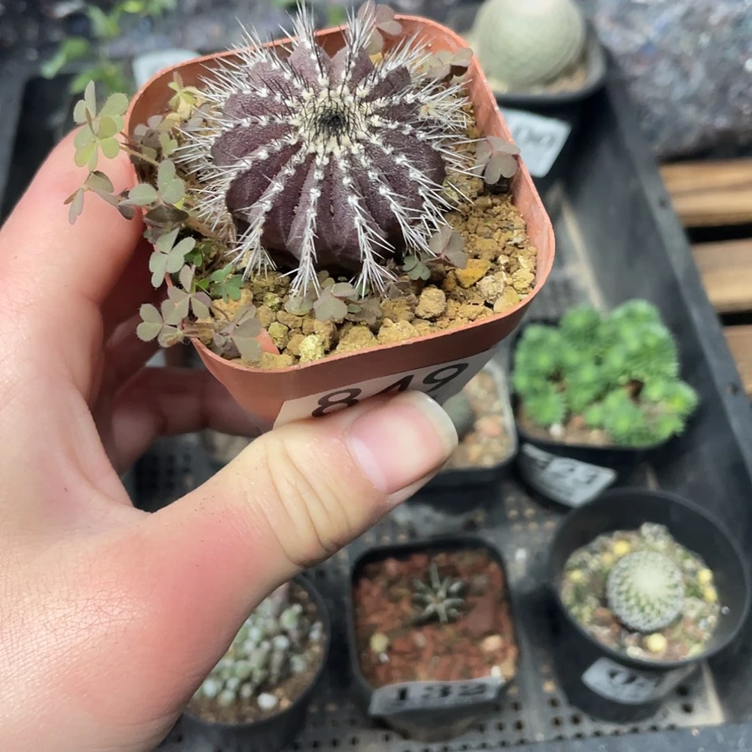 栉刺尤博球（满18包邮）