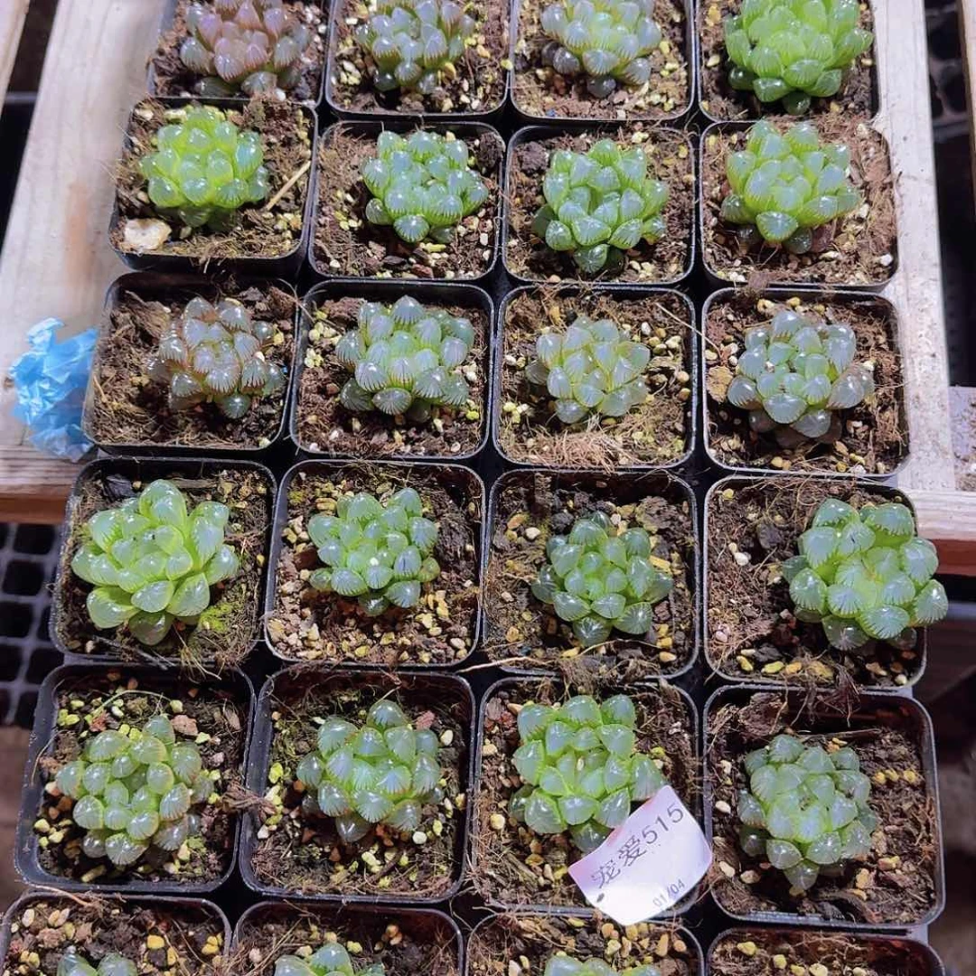 用***2直播福利一物一拍515