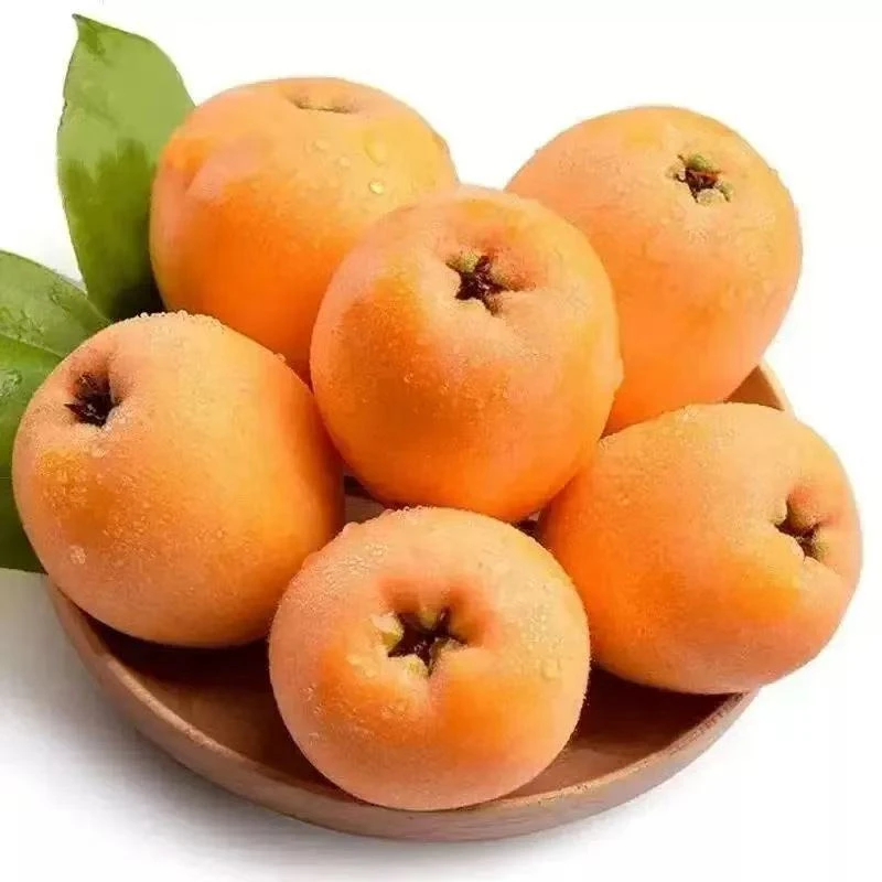 【顺丰发货】正宗四川老树高山五星枇杷