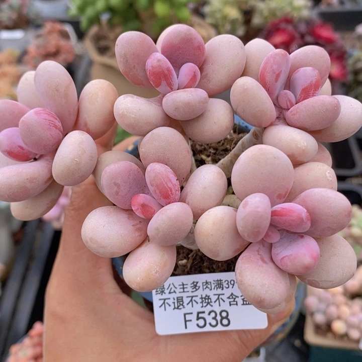 糖果桃蛋老桩12cm538多肉植物